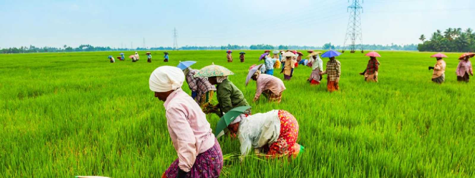 புதிய தொழில்நுட்பத்துடனான நெல் அறுவடை